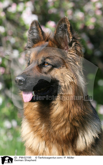 Deutscher Schferhund / German Shepherd / PM-02195