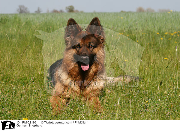 Deutscher Schferhund / German Shepherd / PM-02199