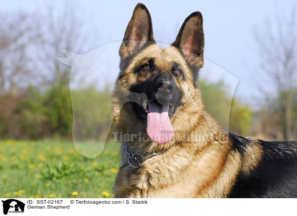 German Shepherd / SST-02167