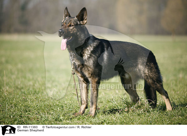 Deutscher Schferhund / German Shepherd / RR-11360