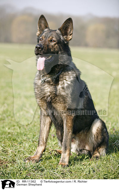 Deutscher Schferhund / German Shepherd / RR-11362