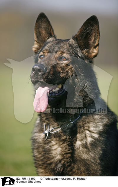 Deutscher Schferhund / German Shepherd / RR-11363