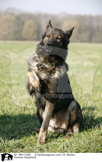 Deutscher Schferhund / German Shepherd / RR-11365