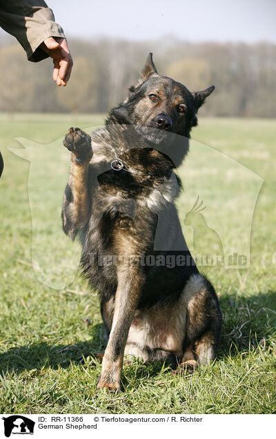 German Shepherd / RR-11366