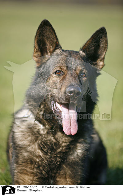 Deutscher Schferhund / German Shepherd / RR-11367