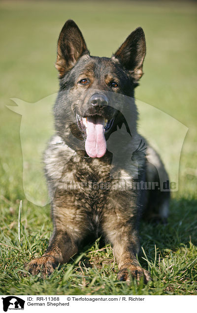 German Shepherd / RR-11368