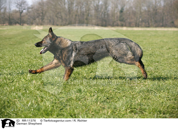 Deutscher Schferhund / German Shepherd / RR-11376