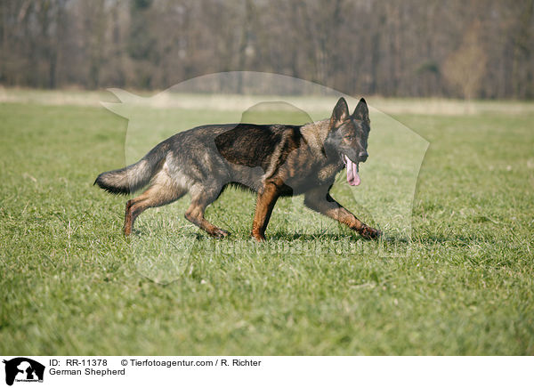 Deutscher Schferhund / German Shepherd / RR-11378