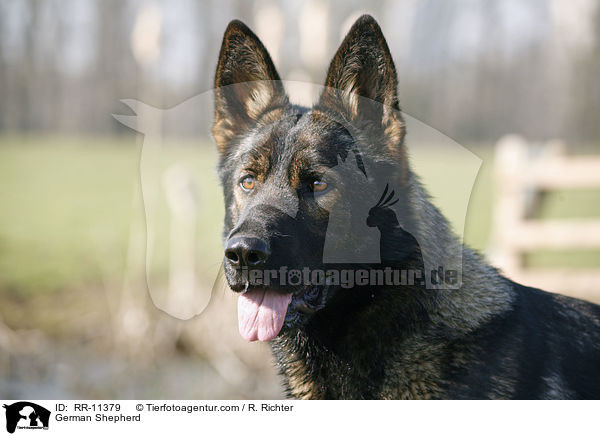 Deutscher Schferhund / German Shepherd / RR-11379