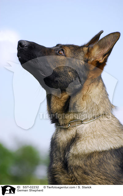 Deutscher Schferhund / German Shepherd / SST-02232