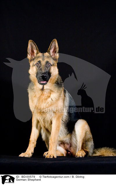 Deutscher Schferhund / German Shepherd / BD-00579