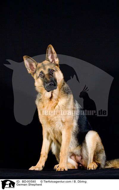 German Shepherd / BD-00580