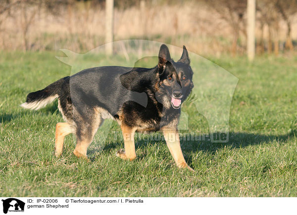 Deutscher Schferhund / german Shepherd / IP-02006