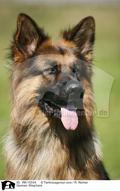 Deutscher Schferhund Portrait / German Shepherd / RR-15534