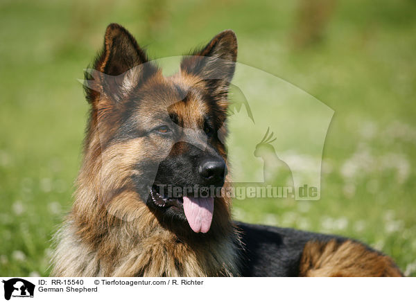 Deutscher Schferhund Portrait / German Shepherd / RR-15540