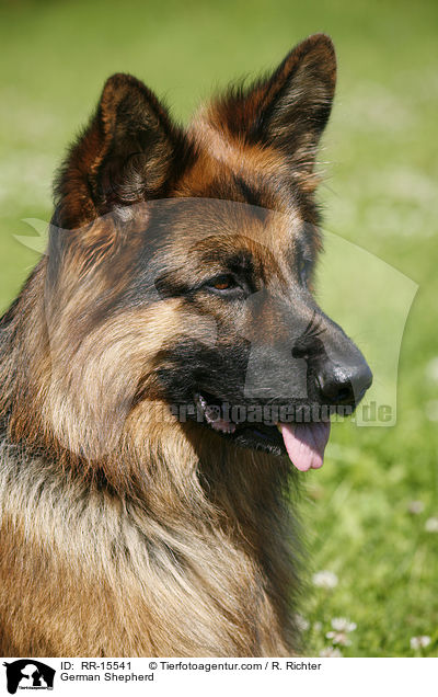 Deutscher Schferhund Portrait / German Shepherd / RR-15541