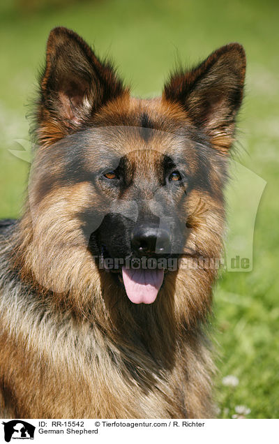 Deutscher Schferhund Portrait / German Shepherd / RR-15542