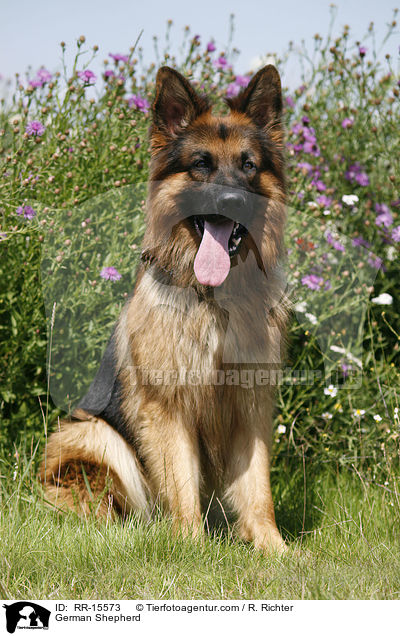 Deutscher Schferhund / German Shepherd / RR-15573