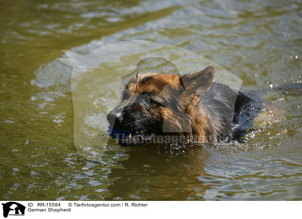 Deutscher Schferhund / German Shepherd / RR-15584