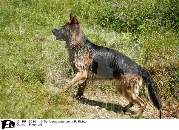 Deutscher Schferhund / German Shepherd / RR-15586