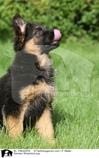 German Shepherd pup / PM-02576