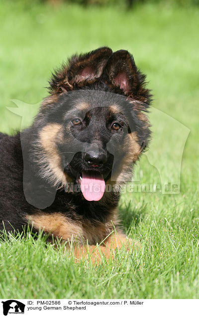 junger Deutscher Schferhund / young German Shepherd / PM-02586