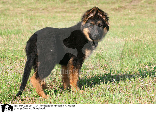 junger Deutscher Schferhund / young German Shepherd / PM-02595