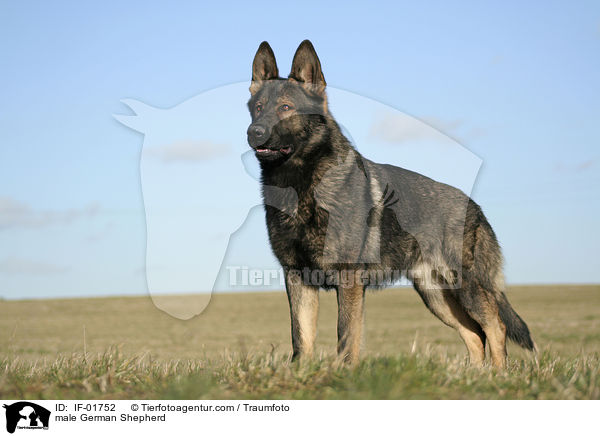 Deutscher Schferhund Rde / male German Shepherd / IF-01752