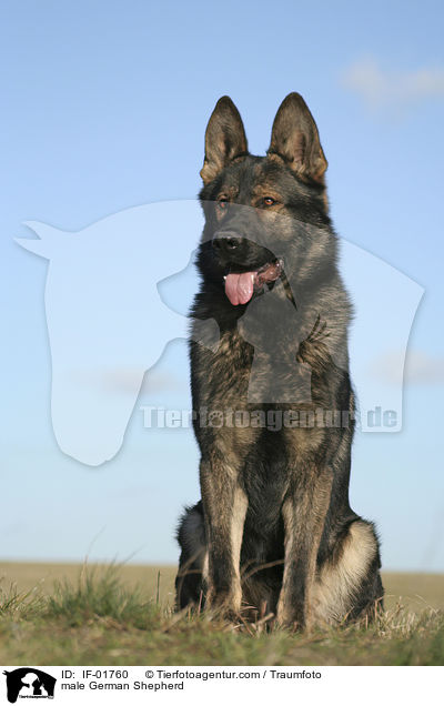 Deutscher Schferhund Rde / male German Shepherd / IF-01760