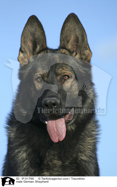 Deutscher Schferhund Rde / male German Shepherd / IF-01766