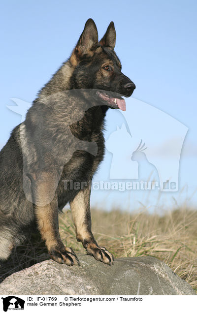 Deutscher Schferhund Rde / male German Shepherd / IF-01769