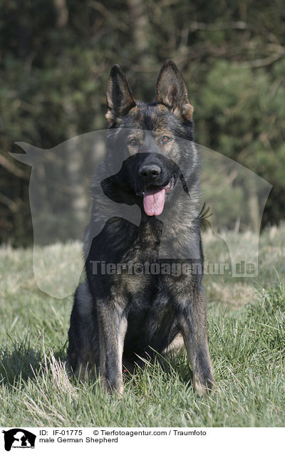 Deutscher Schferhund Rde / male German Shepherd / IF-01775