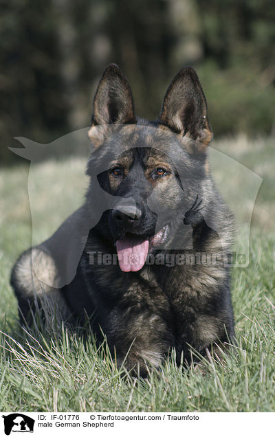 Deutscher Schferhund Rde / male German Shepherd / IF-01776