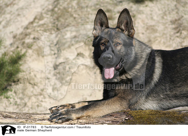 male German Shepherd / IF-01783