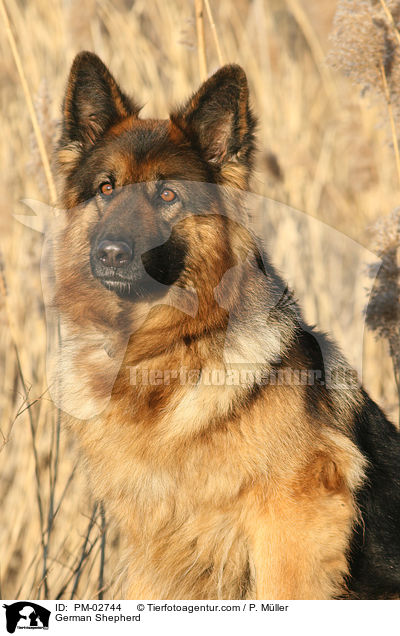 Deutscher Schferhund / German Shepherd / PM-02744