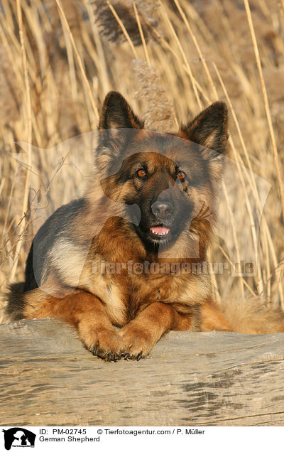 Deutscher Schferhund / German Shepherd / PM-02745