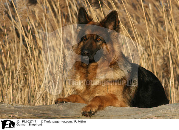 Deutscher Schferhund / German Shepherd / PM-02747