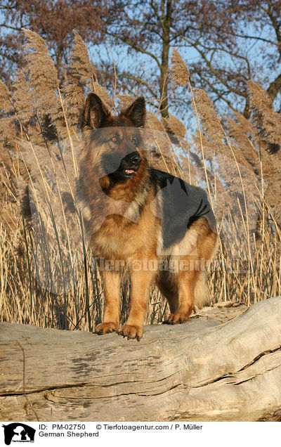 Deutscher Schferhund / German Shepherd / PM-02750