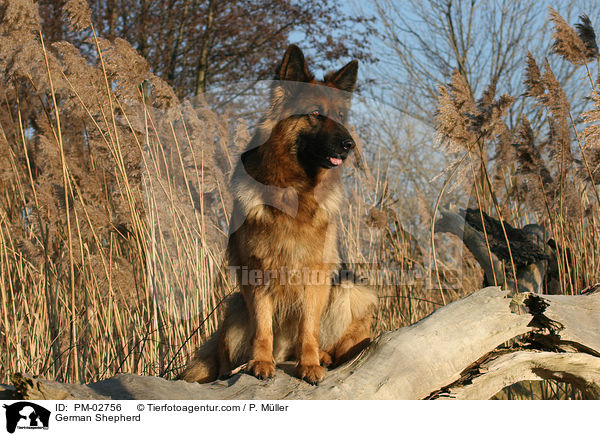 Deutscher Schferhund / German Shepherd / PM-02756