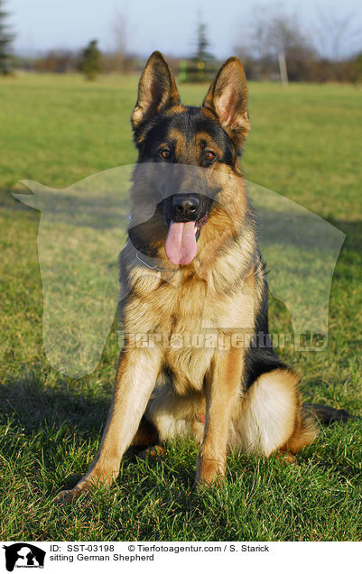 sitting German Shepherd / SST-03198