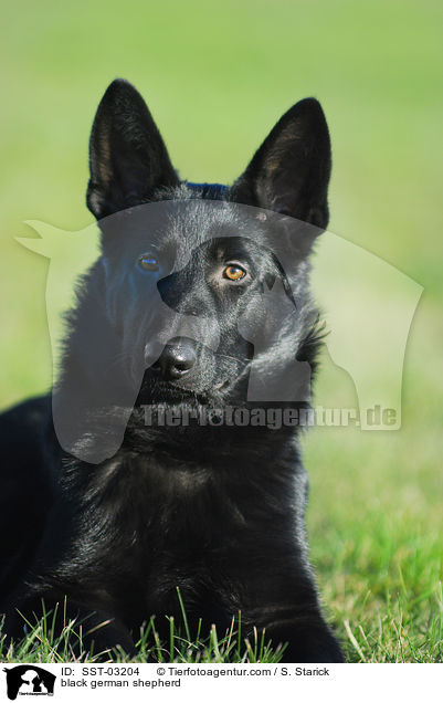 black german shepherd / SST-03204