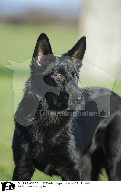 black german shepherd / SST-03209