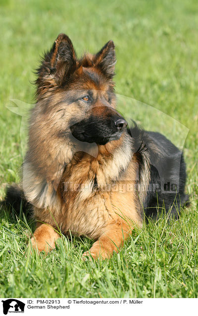 German Shepherd / PM-02913