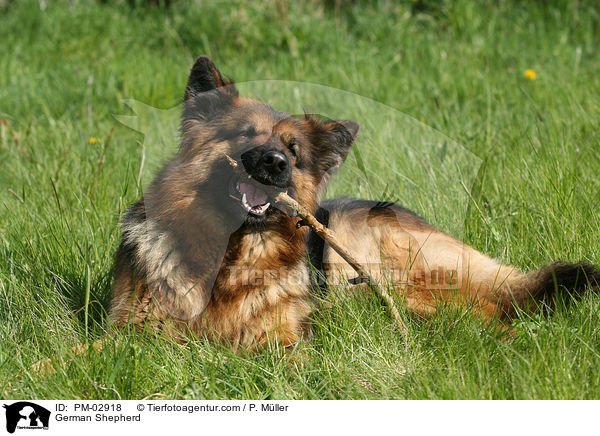 Deutscher Schferhund / German Shepherd / PM-02918