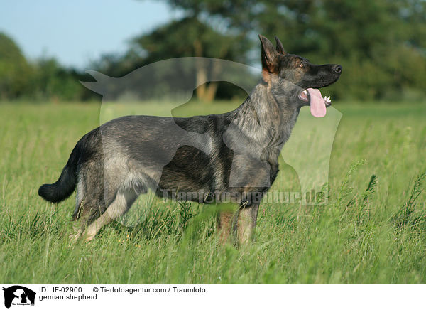 Deutscher Schferhund / german shepherd / IF-02900