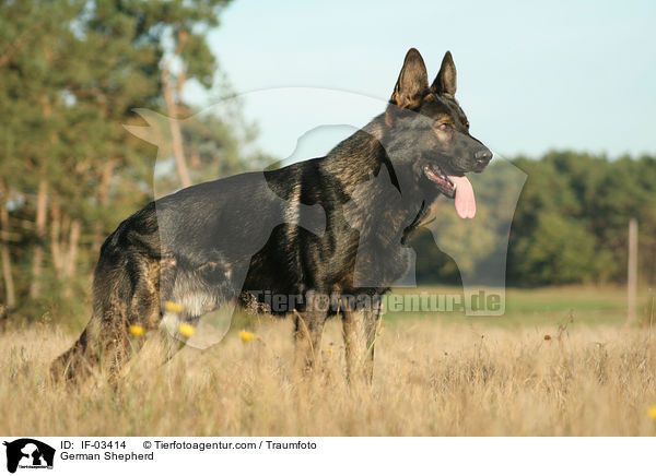 Deutscher Schferhund / German Shepherd / IF-03414