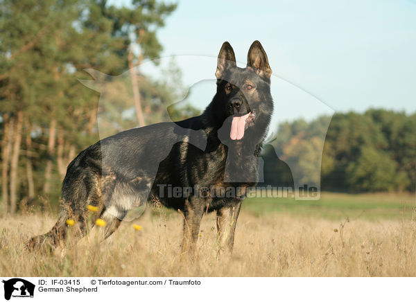 Deutscher Schferhund / German Shepherd / IF-03415