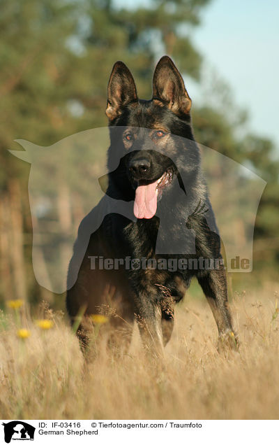 Deutscher Schferhund / German Shepherd / IF-03416
