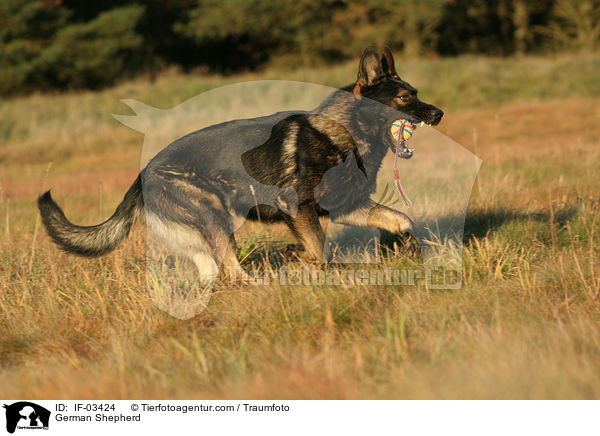 Deutscher Schferhund / German Shepherd / IF-03424