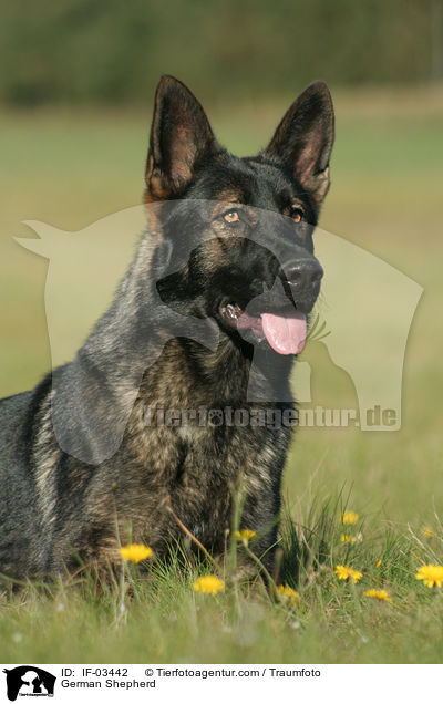 Deutscher Schferhund / German Shepherd / IF-03442